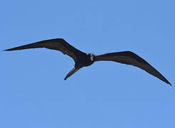 Magnificent Frigatebird