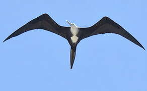 Magnificent Frigatebird