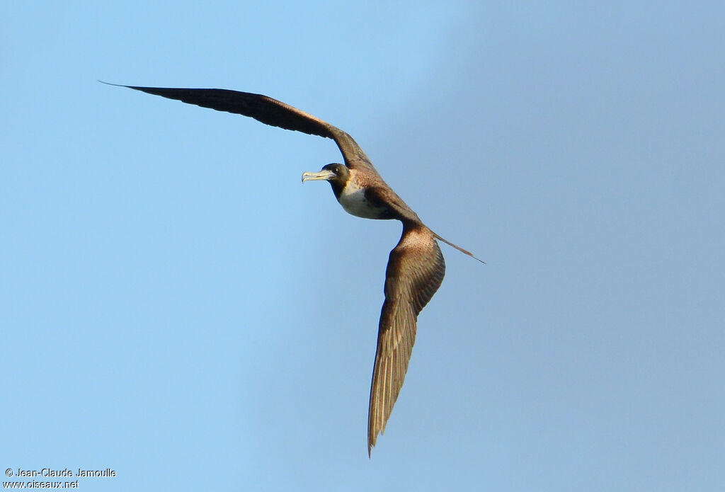 Magnificent Frigatebird