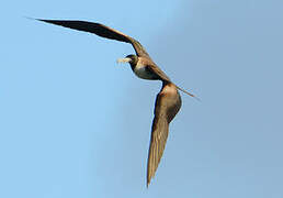 Magnificent Frigatebird