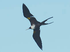 Magnificent Frigatebird