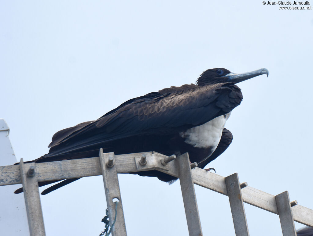 Magnificent Frigatebird