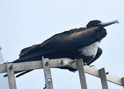 Magnificent Frigatebird