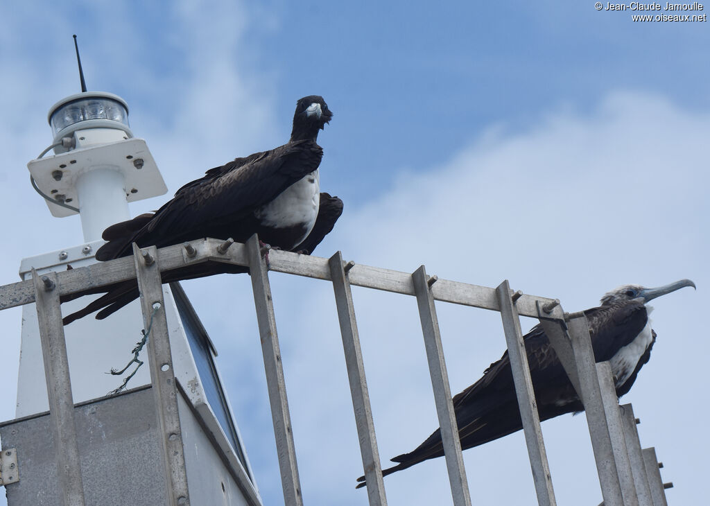 Magnificent Frigatebird