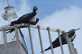 Magnificent Frigatebird