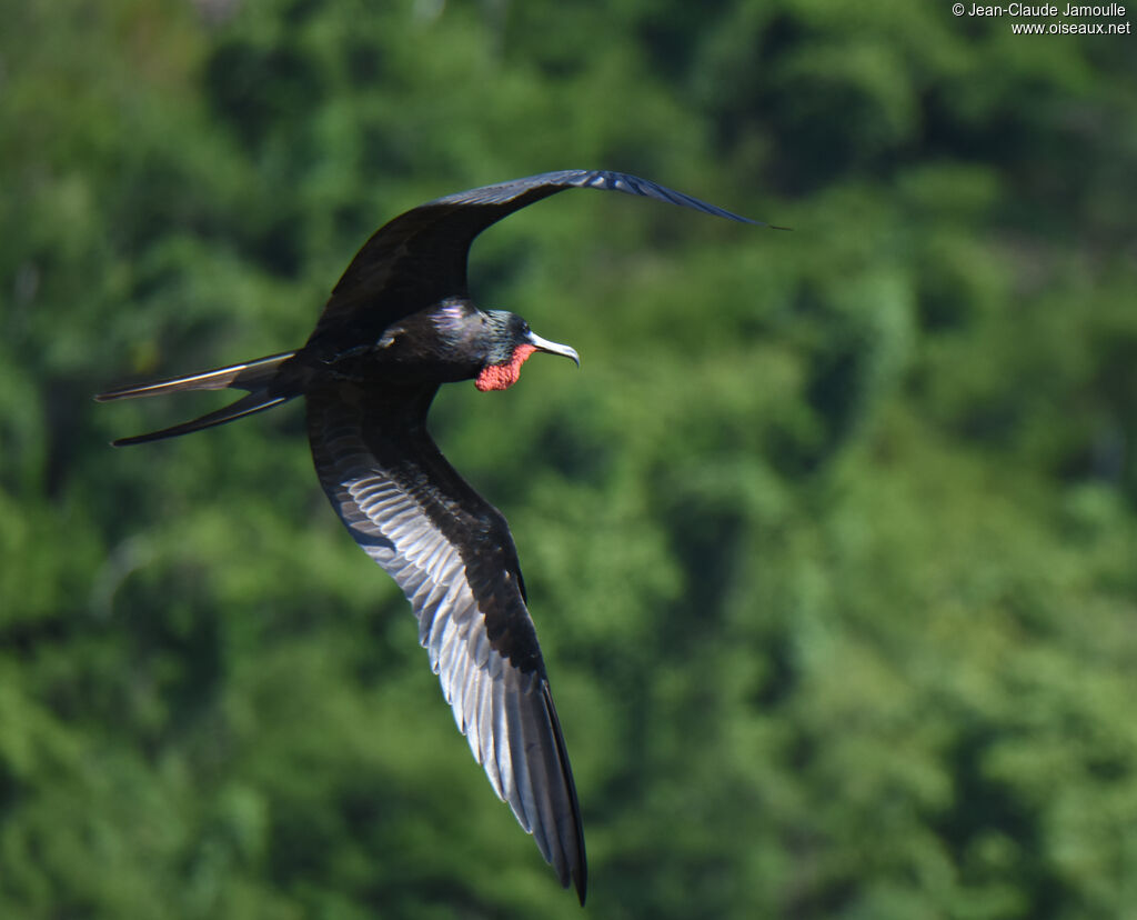 Magnificent Frigatebird male adult