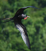 Magnificent Frigatebird