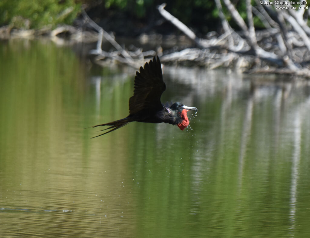 Magnificent Frigatebird male adult