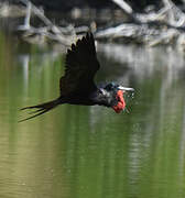 Magnificent Frigatebird