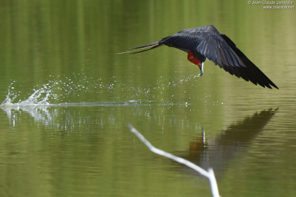 Magnificent Frigatebird male adult, drinks