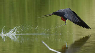 Magnificent Frigatebird