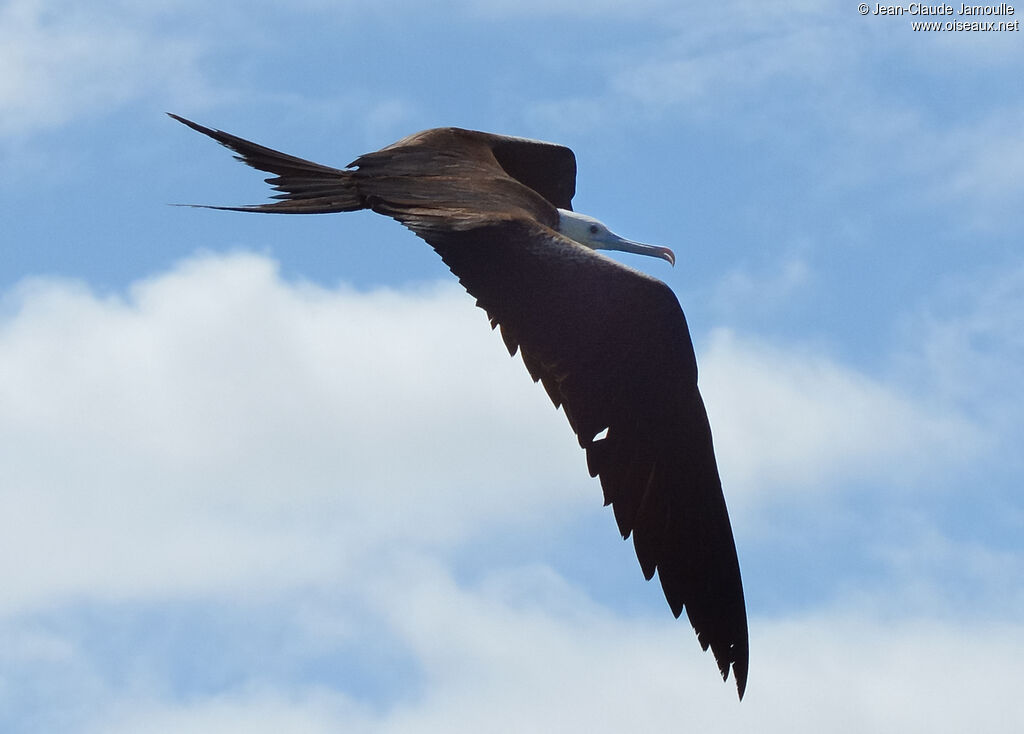 Magnificent Frigatebirdimmature, identification, aspect, Flight, fishing/hunting