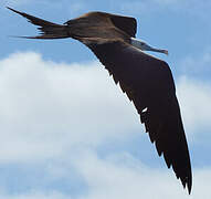 Magnificent Frigatebird