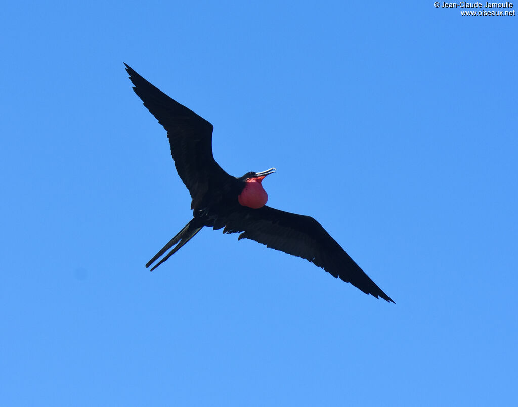 Magnificent Frigatebird male adult