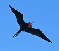 Magnificent Frigatebird