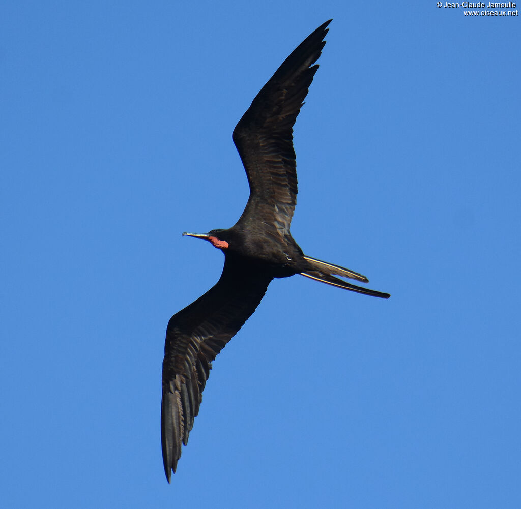 Magnificent Frigatebird male adult, identification, aspect, Flight, fishing/hunting