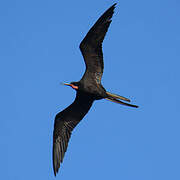 Magnificent Frigatebird