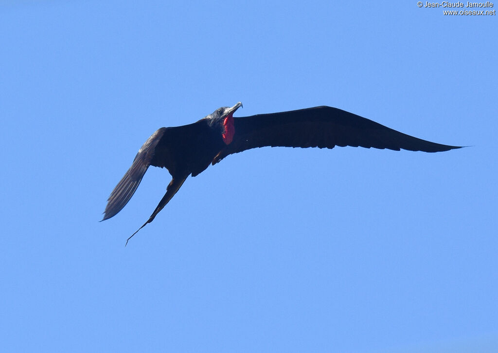 Magnificent Frigatebird