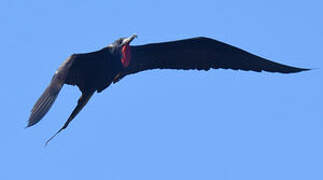 Magnificent Frigatebird