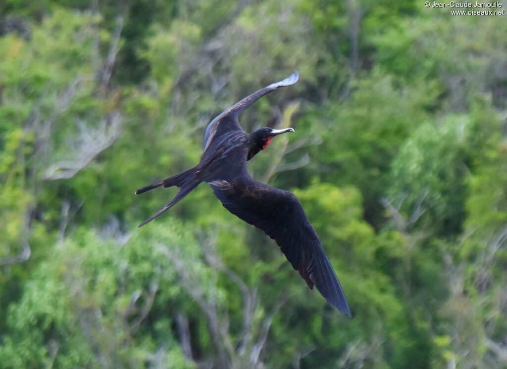 Magnificent Frigatebird