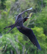 Magnificent Frigatebird