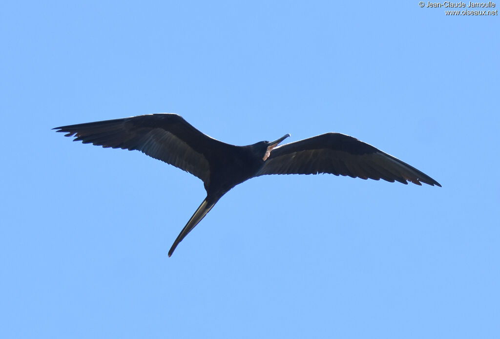 Magnificent Frigatebird male adult