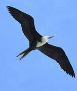 Magnificent Frigatebird