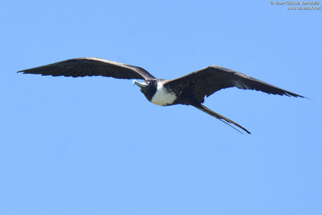 Magnificent Frigatebird female adult