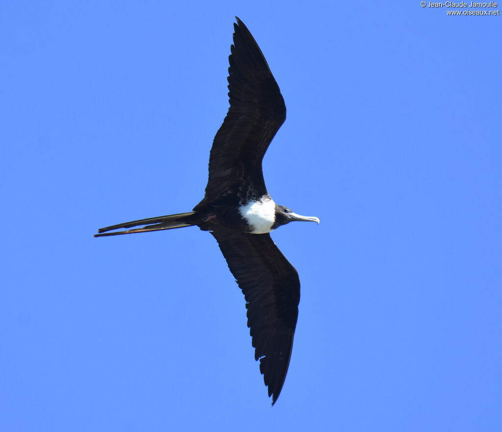 Magnificent Frigatebird female adult