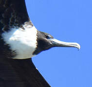 Magnificent Frigatebird