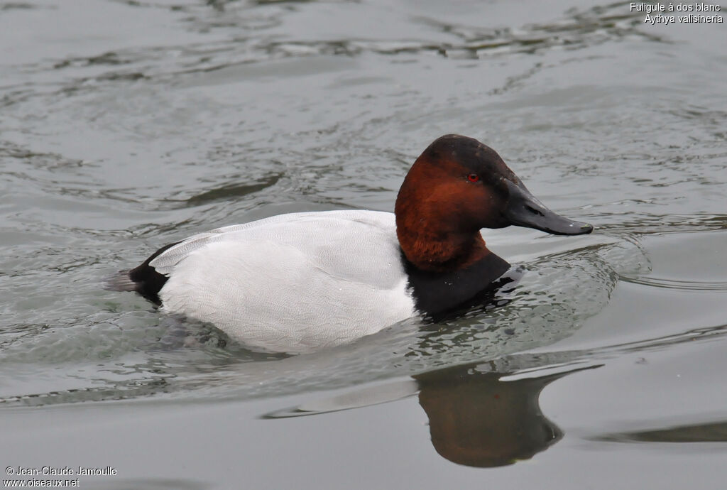 Canvasback