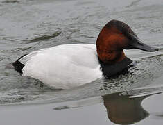 Canvasback