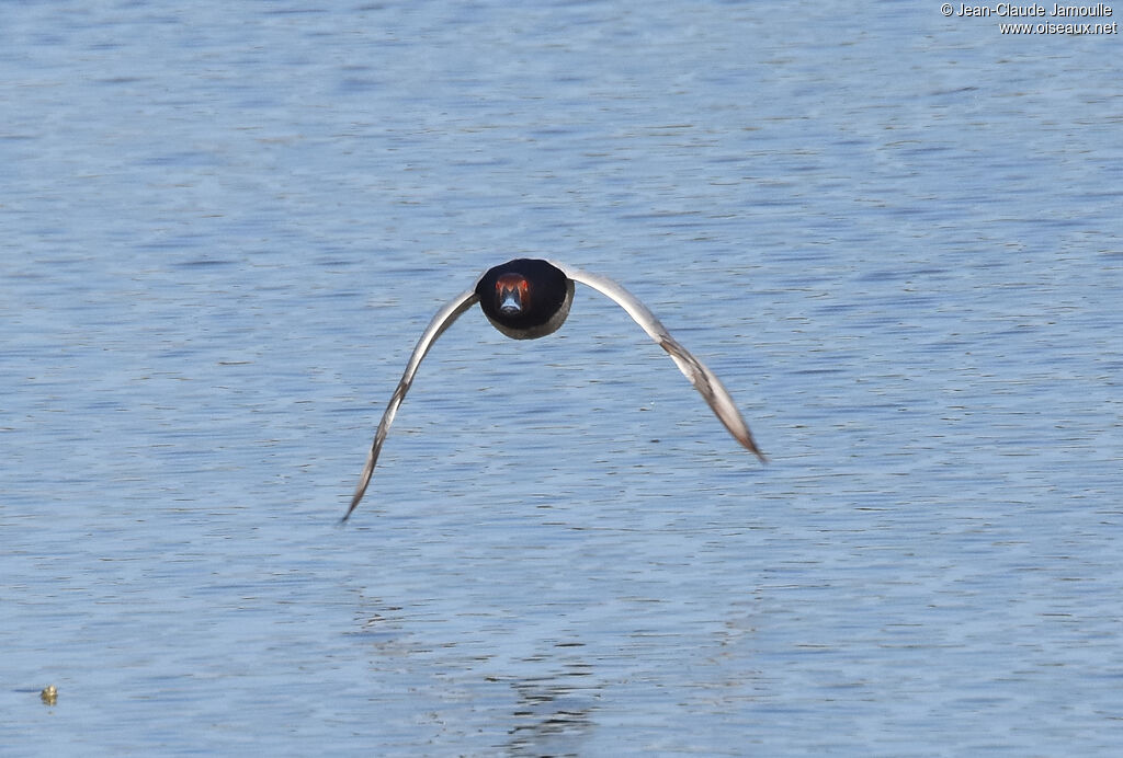 Common Pochard male, Flight