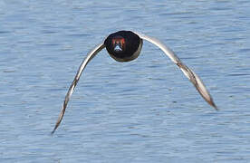 Common Pochard