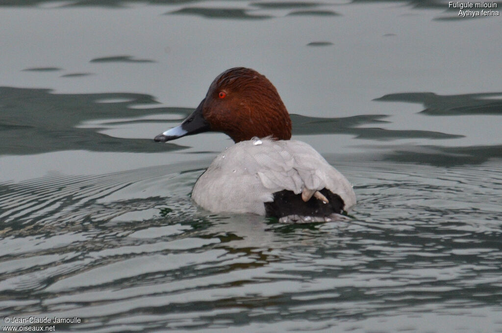 Common Pochard male adult post breeding