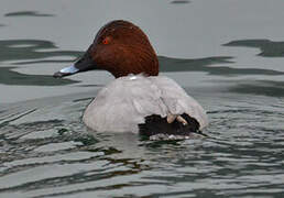 Common Pochard