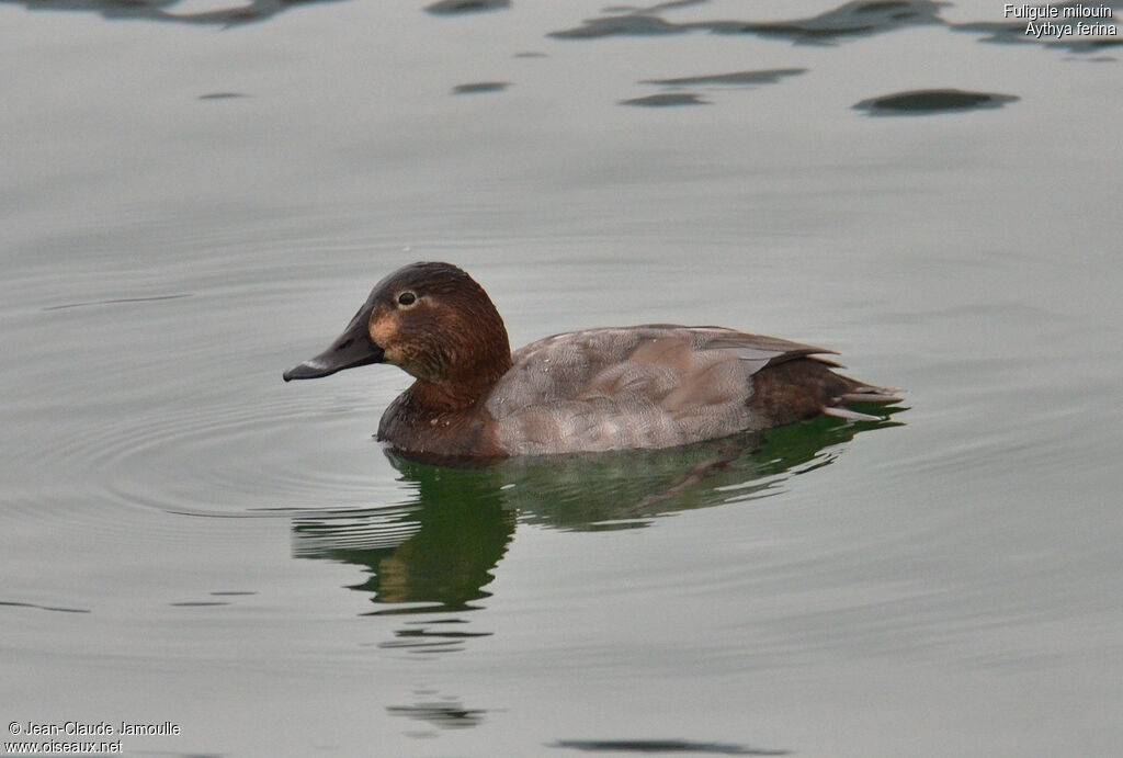 Common Pochard female adult post breeding, identification