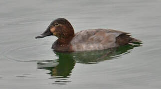 Common Pochard