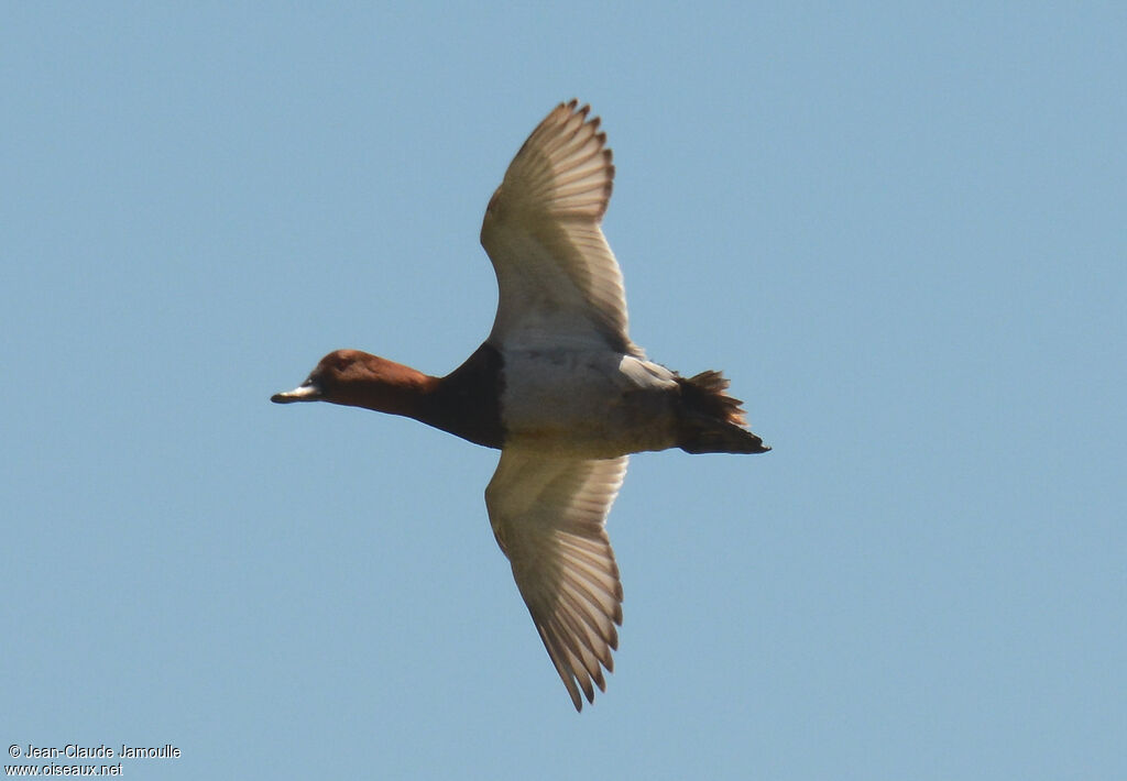 Common Pochard male adult, Flight