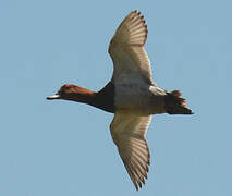 Common Pochard