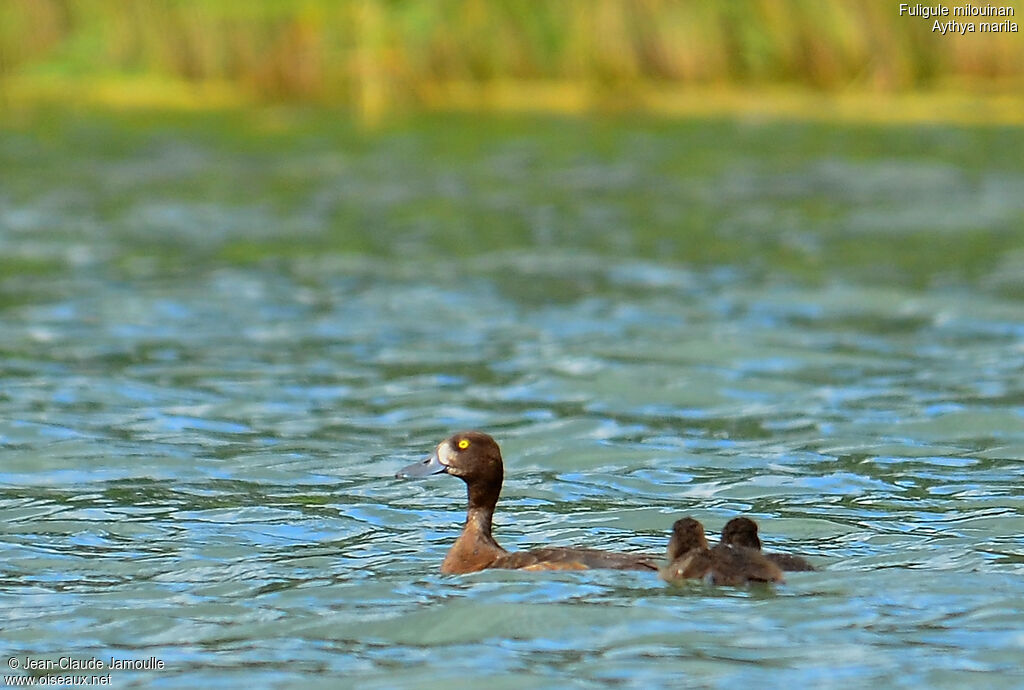 Greater Scaup female