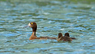 Greater Scaup