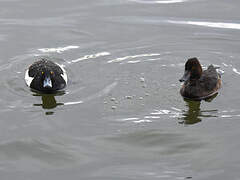 Tufted Duck