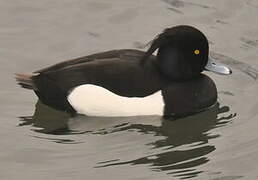 Tufted Duck