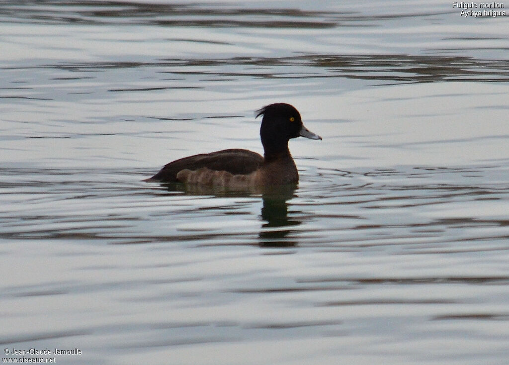 Tufted Duck female, Behaviour