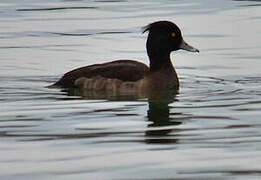 Tufted Duck