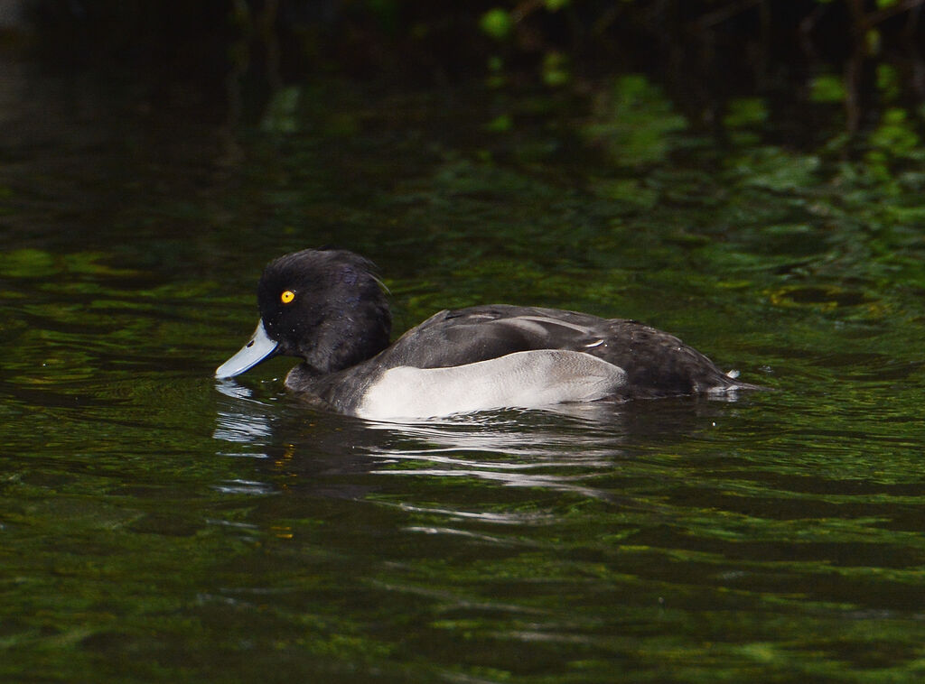 Tufted Duck