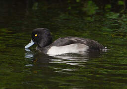 Tufted Duck