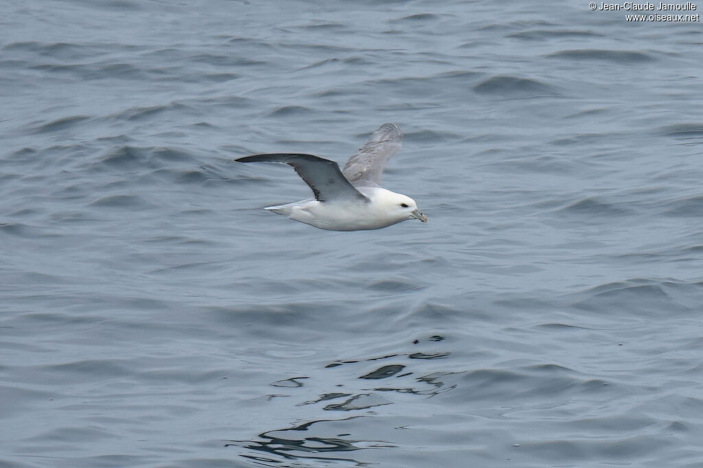 Northern Fulmar