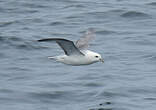 Fulmar boréal